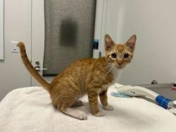 Shelter Stray Male Cat last seen Booth Ave & E 61st Ter, 64129, 64129, MO, 7077 Elmwood Ave, Kansas City, MO 64132, USA