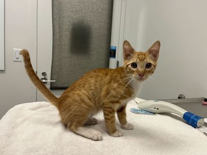 Shelter Stray Male Cat last seen Booth Ave & E 61st Ter, 64129, 64129, MO, 7077 Elmwood Ave, Kansas City, MO 64132, USA