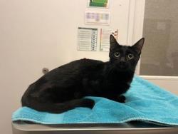 Shelter Stray Female Cat last seen E 33rd St and Bellefontaine Ave, KCMO, 64128, 64128, MO, 7077 Elmwood Ave, Kansas City, MO 64132, USA