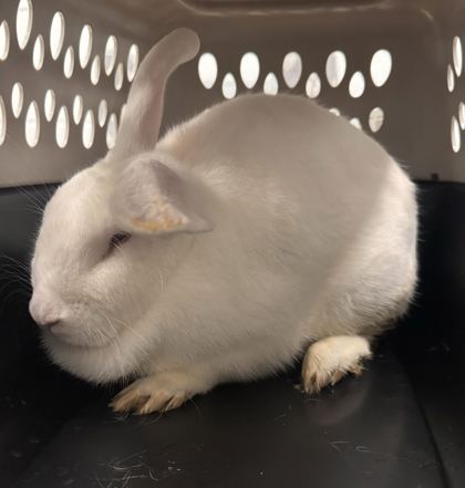 Shelter Stray Unknown Rabbit last seen NE Vivion Rd & N Antioch Rd, KCMO, 64118, 64118, MO, 7077 Elmwood Ave, Kansas City, MO 64132, USA