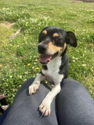 Lost Male Dog last seen Near Redtown Road, Atmore, AL 36502