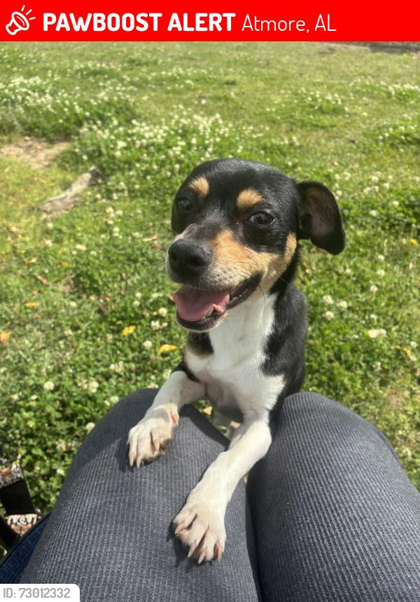 Lost Male Dog last seen Near Redtown Road, Atmore, AL 36502