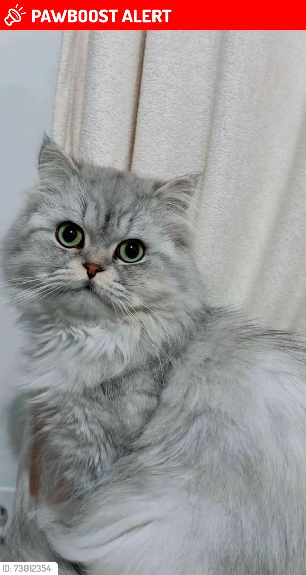 Lost Male Cat last seen Silverbirch and lakeshore , Mississauga, ON L5J 4M4
