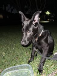 Found/Stray Male Dog last seen Near Windham dr, Dallas, TX 75243