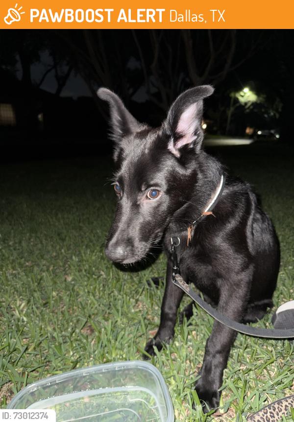 Found/Stray Male Dog last seen Near Windham dr, Dallas, TX 75243