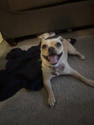 Found/Stray Female Dog last seen Walking alone, Los Angeles, CA 90007
