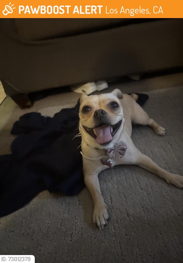 Found/Stray Female Dog last seen Walking alone, Los Angeles, CA 90007