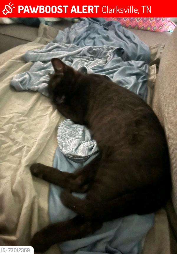 Lost Male Cat last seen Kenwood, Clarksville, TN 37042