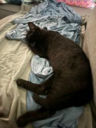 Lost Male Cat last seen Kenwood, Clarksville, TN 37042