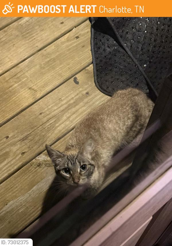 Found/Stray Unknown Cat last seen near downtown charlotte, Charlotte, TN 37036