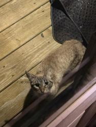 Found/Stray Unknown Cat last seen near downtown charlotte, Charlotte, TN 37036