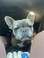 Found/Stray Unknown Dog last seen Bancroft Ave, Oakland, CA 94605