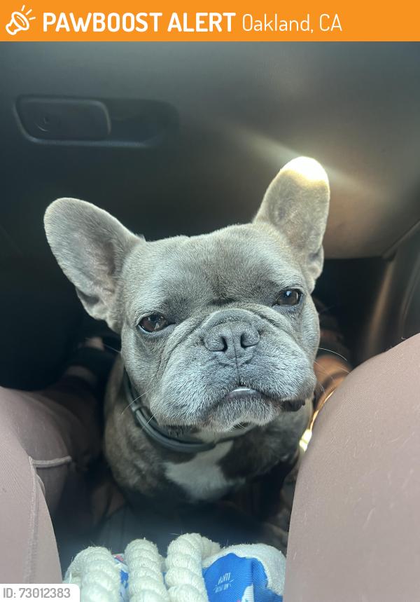 Found/Stray Unknown Dog last seen Bancroft Ave, Oakland, CA 94605