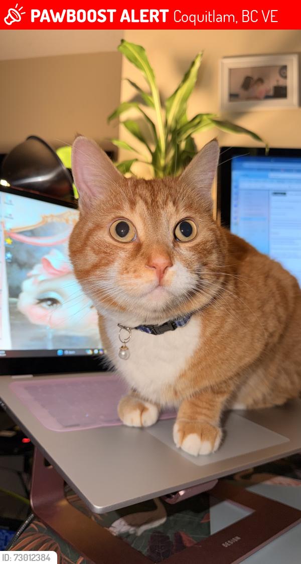Lost Male Cat last seen Robson and Purcell , Coquitlam, BC V3E