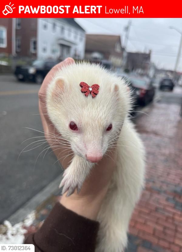 Lost Female Ferret last seen Central st lowell, Lowell, MA 01852