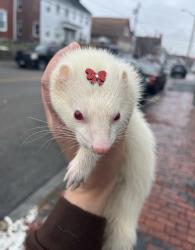 Lost Female Ferret last seen Central st lowell, Lowell, MA 01852