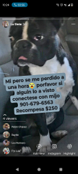 Lost Female Dog last seen Near N Fisher St Jonesboro AR 72401, Jonesboro, AR 72401