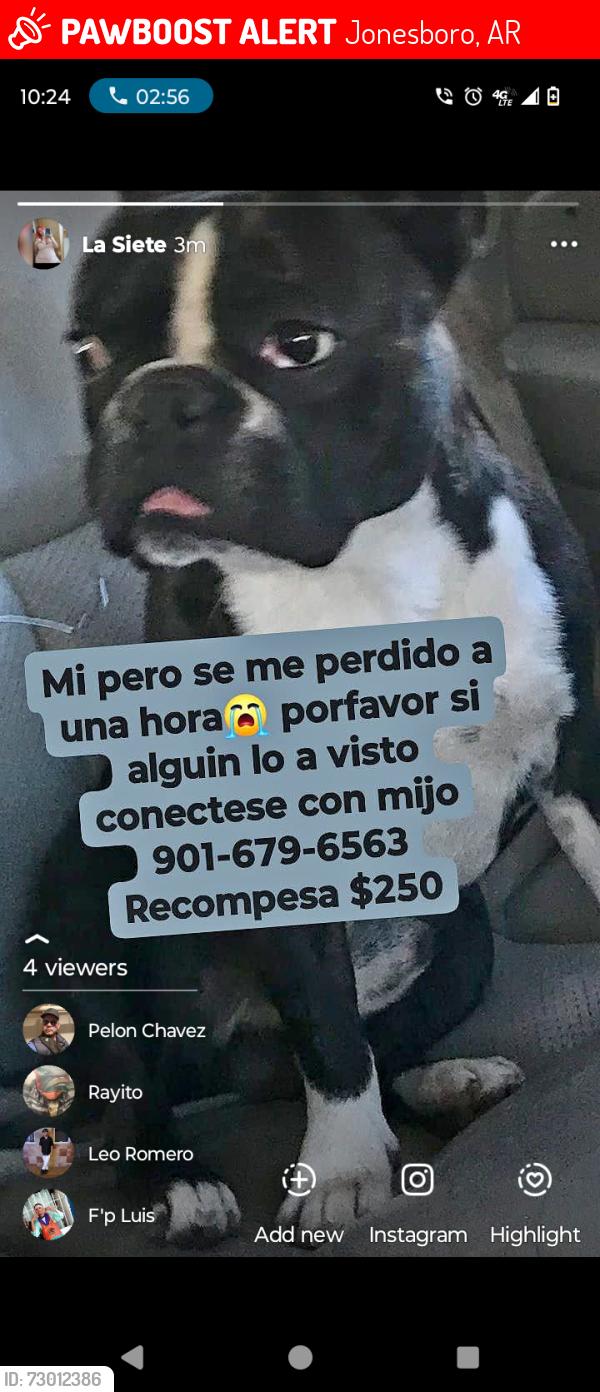 Lost Female Dog last seen Near N Fisher St Jonesboro AR 72401, Jonesboro, AR 72401
