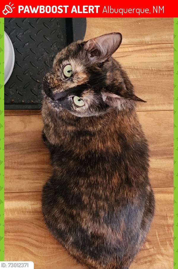 Lost Female Cat last seen Messina and Gibson, Albuquerque, NM 87121
