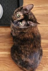 Lost Female Cat last seen Messina and Gibson, Albuquerque, NM 87121