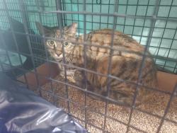 Lost Female Cat last seen Frank's Steaks , Rockville Centre, NY 11570