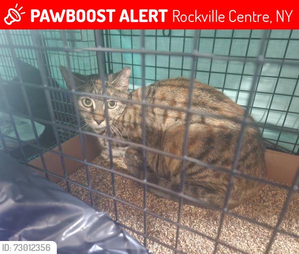 Lost Female Cat last seen Frank's Steaks , Rockville Centre, NY 11570