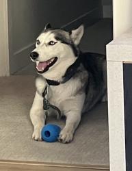Lost Female Dog last seen I-25 & Yale Ave, Denver, CO 80222