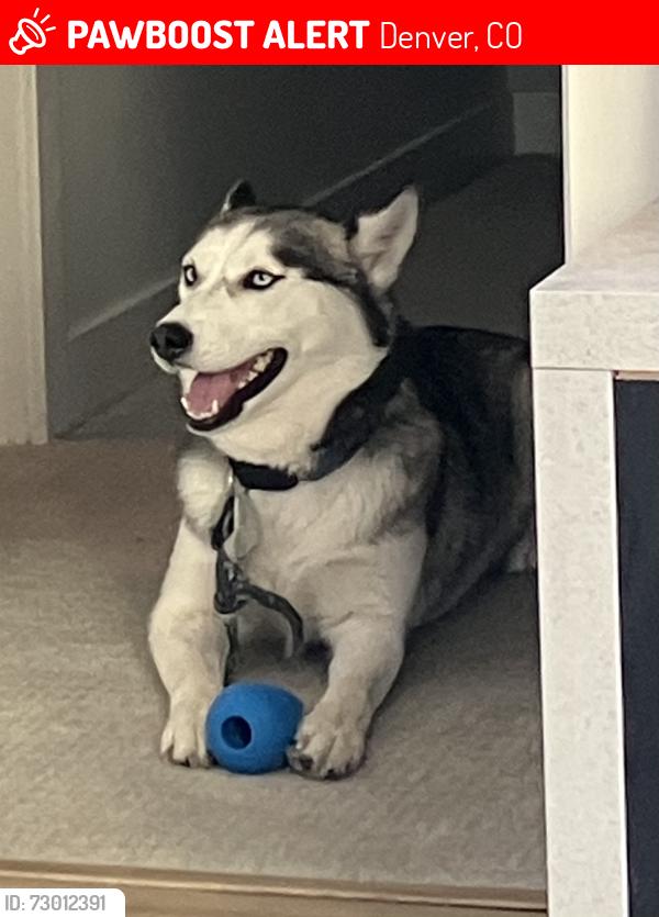 Lost Female Dog last seen I-25 & Yale Ave, Denver, CO 80222