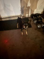 Found/Stray Female Dog last seen Duck pond, San Antonio, TX 78245