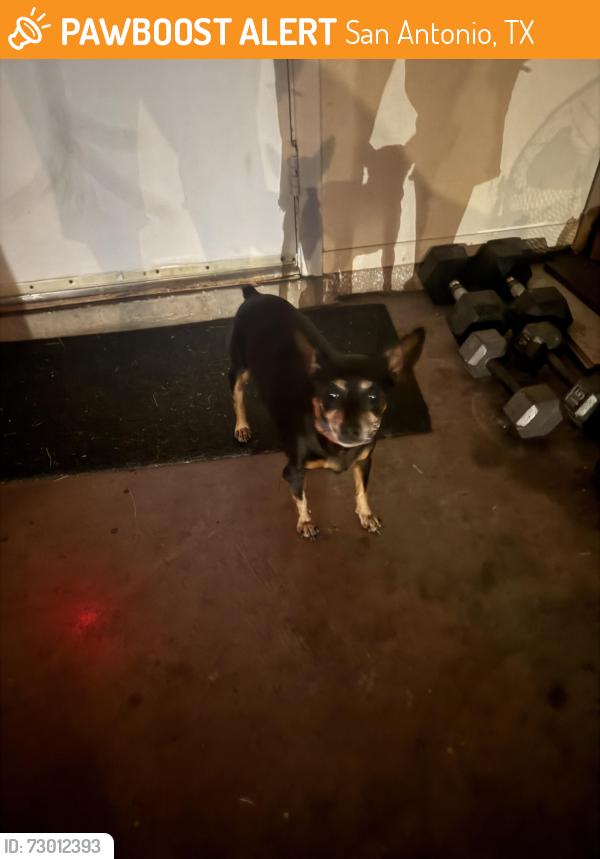 Found/Stray Female Dog last seen Duck pond, San Antonio, TX 78245