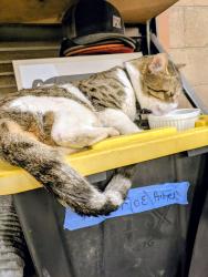 Lost Male Cat last seen Near folsom blvd. Oakbrook Apts, behind Cattleman's Restaurant, Rancho Cordova, CA 95742