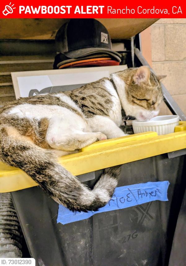 Lost Male Cat last seen Near folsom blvd. Oakbrook Apts, behind Cattleman's Restaurant, Rancho Cordova, CA 95742