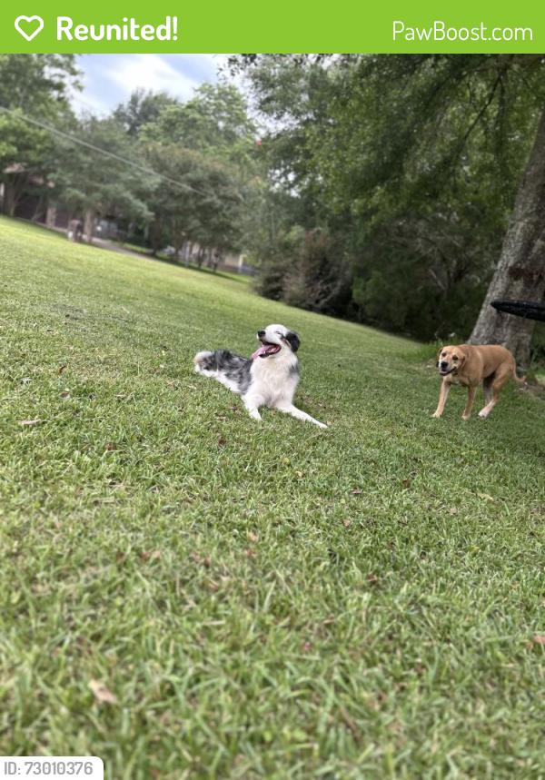 Reunited Female Dog last seen Near pleasant valley dr., Cantonment, FL 32533