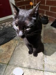 Found/Stray Male Cat last seen Goliad Rd, San Antonio, TX 78223