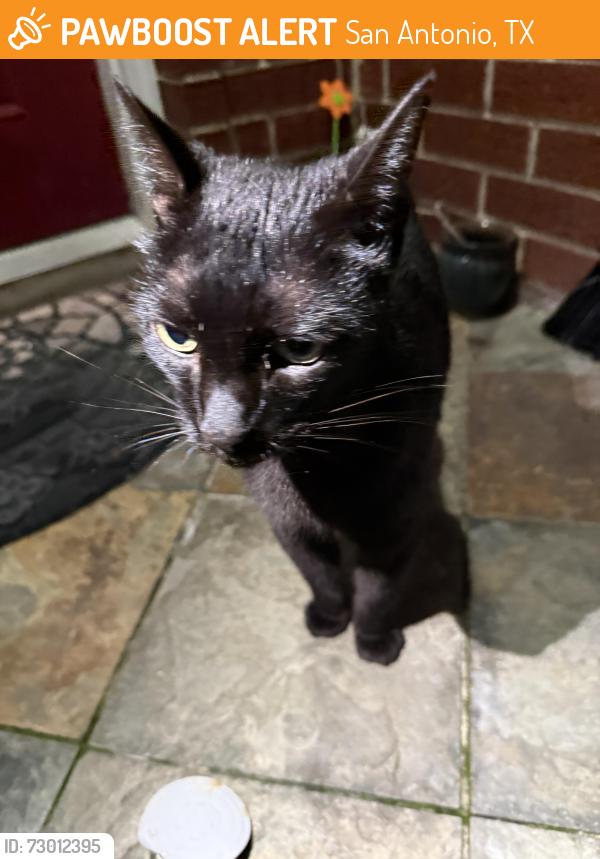 Found/Stray Male Cat last seen Goliad Rd, San Antonio, TX 78223