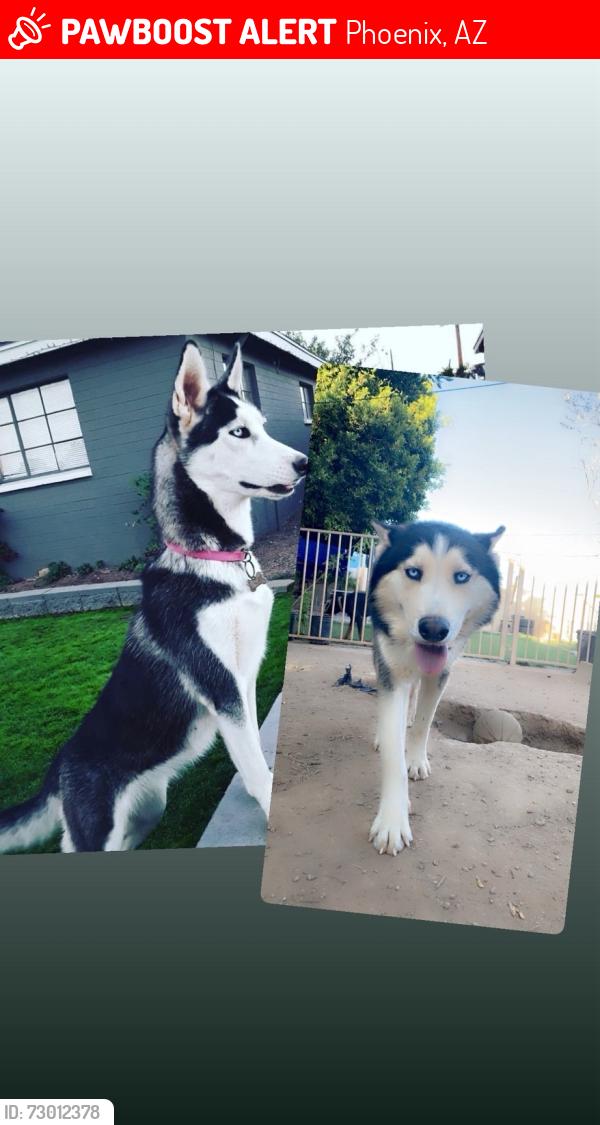 Lost Female Dog last seen 43rd Ave , Phoenix, AZ 85031