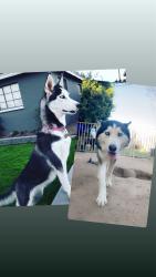 Lost Female Dog last seen 43rd Ave , Phoenix, AZ 85031
