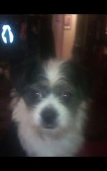 Reunited Male Dog last seen Valley and Craig, North Las Vegas, NV 89031