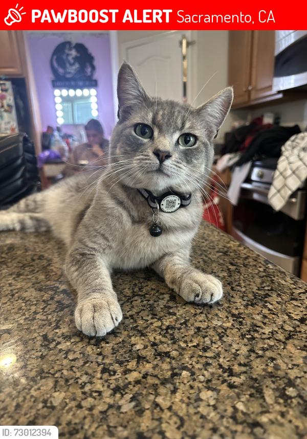 Lost Male Cat last seen Mayhew, Sacramento, CA 95826