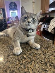 Lost Male Cat last seen Mayhew, Sacramento, CA 95826