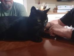 Lost Male Cat last seen Morten &38th St, Glendale, AZ 85303