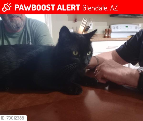 Lost Male Cat last seen Morten &38th St, Glendale, AZ 85303