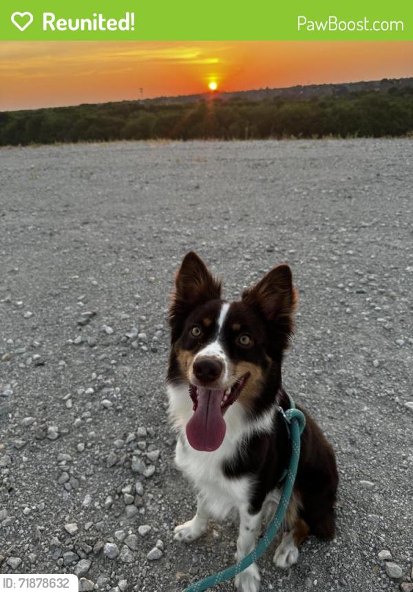 Reunited Male Dog last seen S. carrier and polo , Grand Prairie, TX 75052