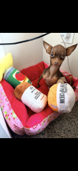 Reunited Female Dog last seen Near n Cameron ave Tampa fl 33614, Tampa, FL 33614