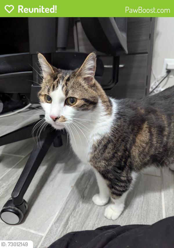 Reunited Unknown Cat last seen 95th st and mission, Overland Park, KS 66207