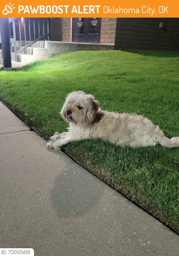 Found/Stray Male Dog last seen Near Tirana drive, Oklahoma City, OK 73170
