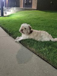 Found/Stray Male Dog last seen Near Tirana drive, Oklahoma City, OK 73170