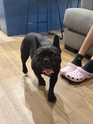 Reunited Female Dog last seen E El Morado CT & Berlyn ave , Ontario, CA 91764