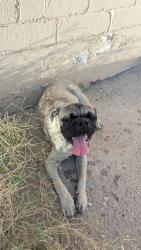 Found/Stray Male Dog last seen 22nd St & County Club Rd , Tucson, AZ 85713