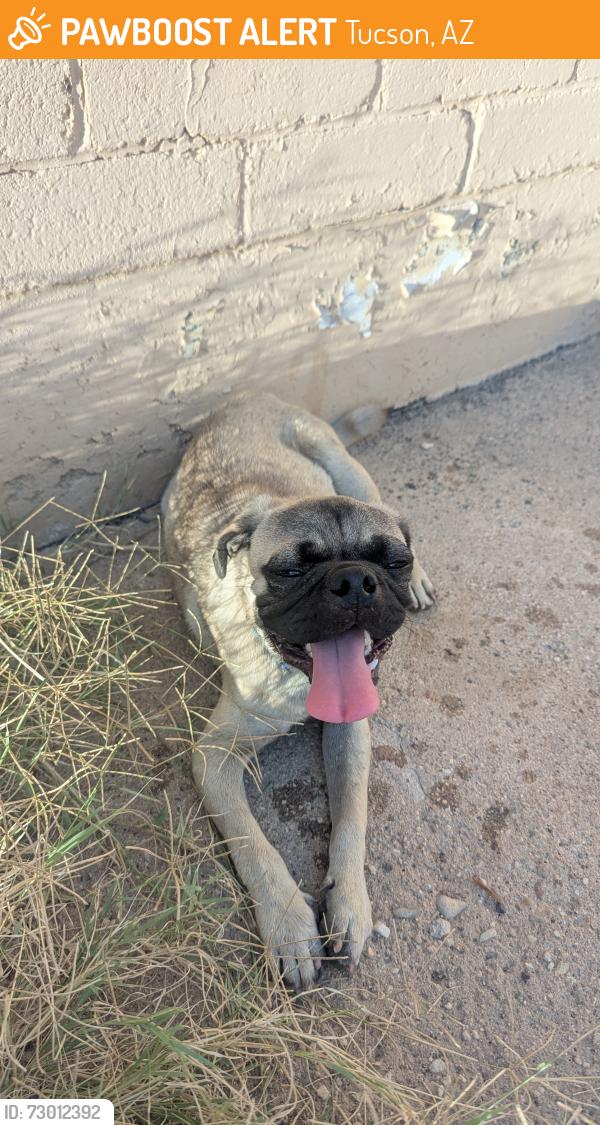 Found/Stray Male Dog last seen 22nd St & County Club Rd , Tucson, AZ 85713